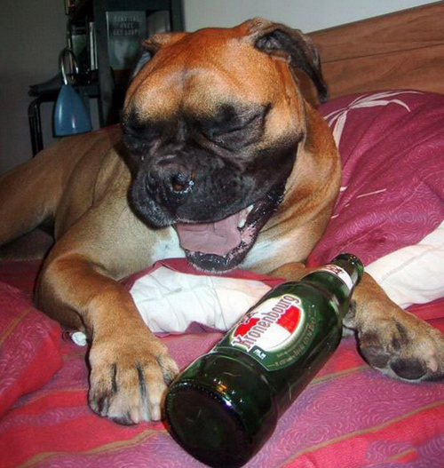 Khi các chú "cún cưng" muốn làm... "bợm nhậu" - 10