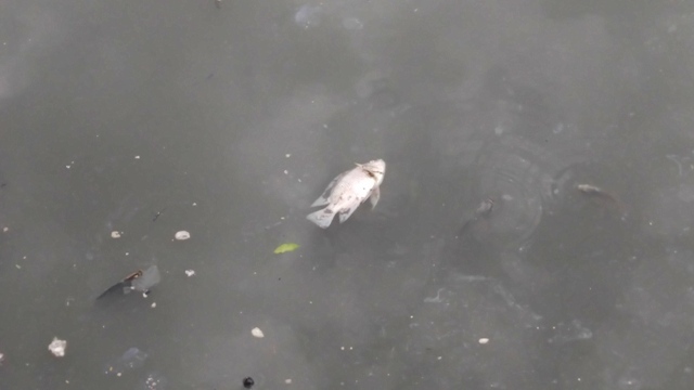 Cá lại chết, nước kênh Nhiêu Lộc đen ngòm, sôi ùng ục - 1