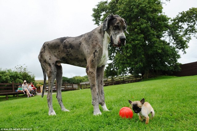 Chú chó cao nhất thế giới gặp chú chó bé nhất nước Anh - 1