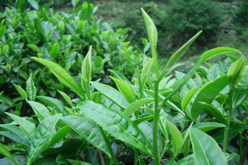 Trà xanh tự nhiên, có thật “tự nhiên”? - 1