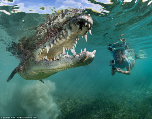 Ảnh: Cô gái xinh đẹp mạo hiểm lặn cùng cá sấu khổng lồ - 1