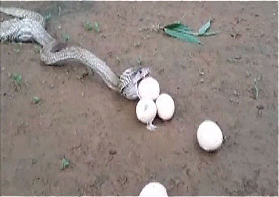 Video: Hổ mang chúa khổ sở nôn 6 quả trứng vì quá tham - 1