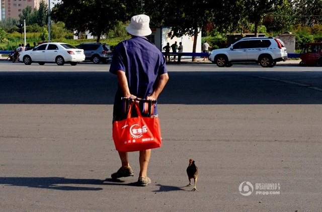 Chú gà coi cụ ông như... mẹ, quấn quýt suốt ngày - 2