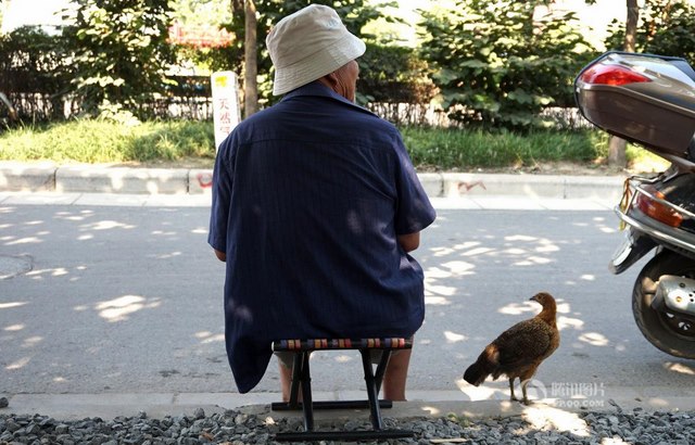 Chú gà coi cụ ông như... mẹ, quấn quýt suốt ngày - 1