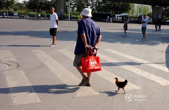 Chú gà coi cụ ông như... mẹ, quấn quýt suốt ngày - 4