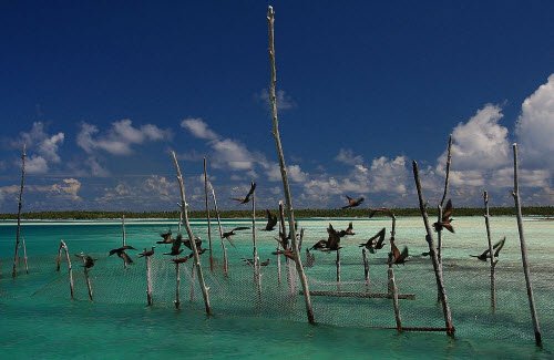 Khám phá đảo hình nhẫn giữa Thái Bình Dương - 7