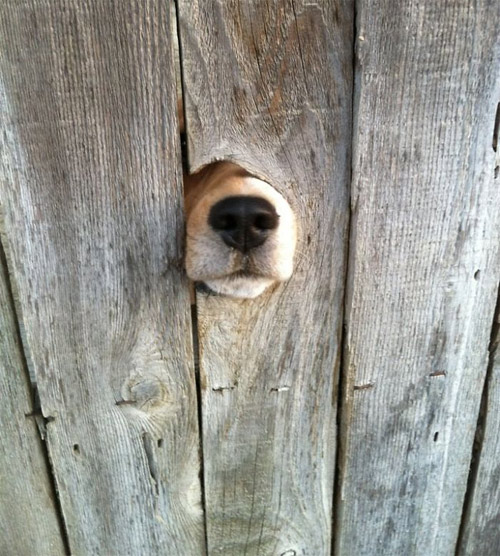 Cuộc đời không có lỗ thì chó sẽ bớt khổ! - 5