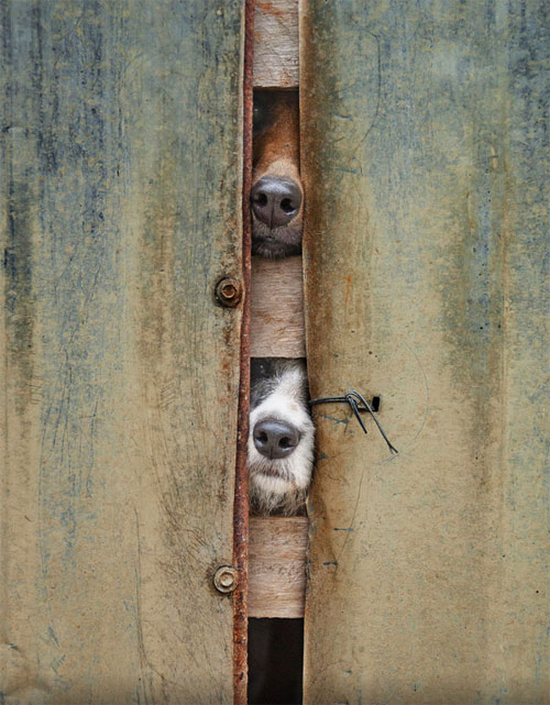 Cuộc đời không có lỗ thì chó sẽ bớt khổ! - 6