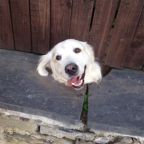 Cuộc đời không có lỗ thì chó sẽ bớt khổ! - 8