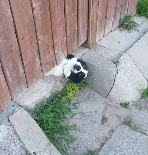 Cuộc đời không có lỗ thì chó sẽ bớt khổ! - 9