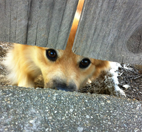 Cuộc đời không có lỗ thì chó sẽ bớt khổ! - 13