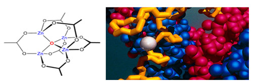VHN Bio – Ứng dụng công nghệ cao trong sản xuất dược phẩm - 1