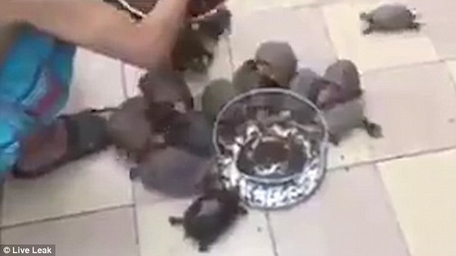 Video: Rùa chạy “như bay” khi chủ gọi cho ăn - 2