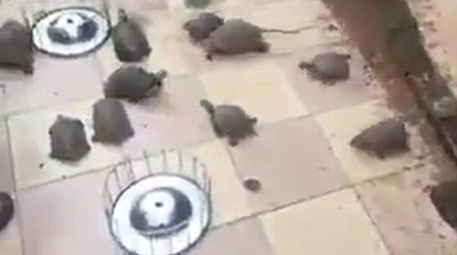 Video: Rùa chạy “như bay” khi chủ gọi cho ăn - 1