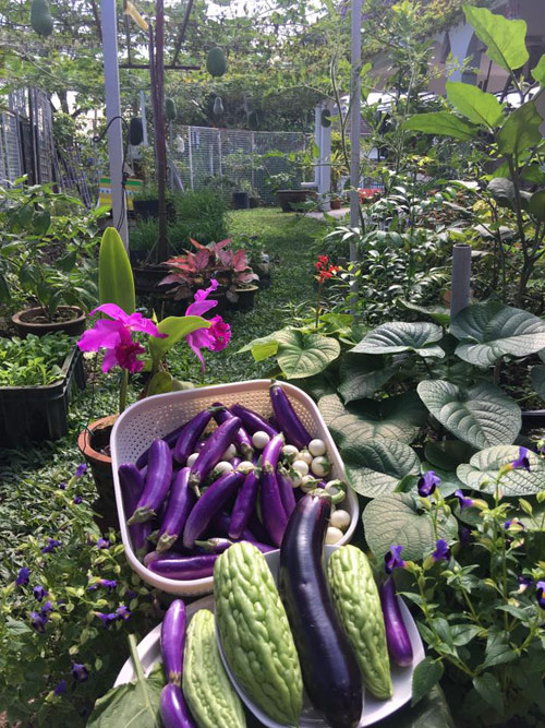 Mẹ Việt đưa giống cây sang Malaysia phủ kín vườn 200m2 - 2