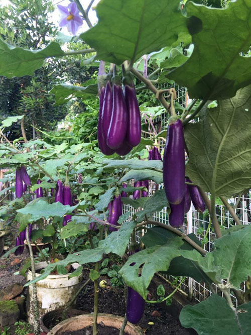 Mẹ Việt đưa giống cây sang Malaysia phủ kín vườn 200m2 - 3