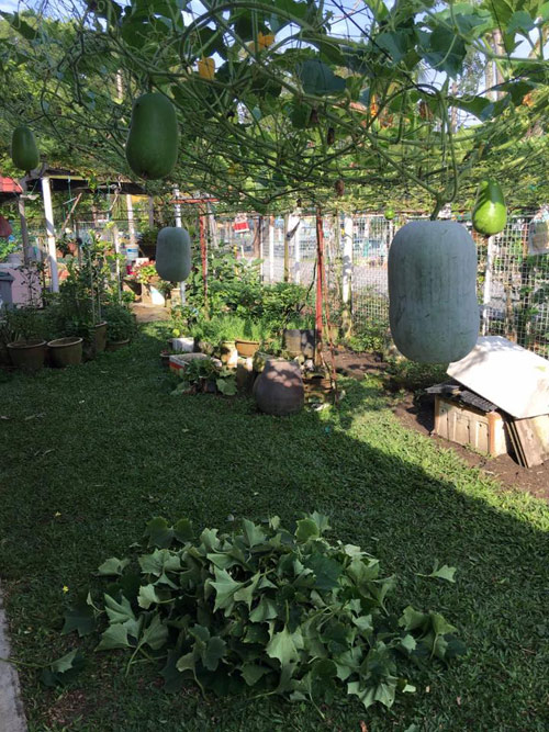 Mẹ Việt đưa giống cây sang Malaysia phủ kín vườn 200m2 - 4