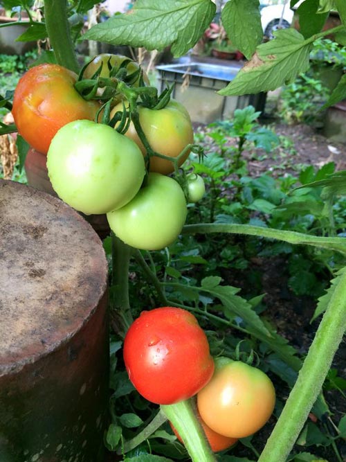 Mẹ Việt đưa giống cây sang Malaysia phủ kín vườn 200m2 - 6