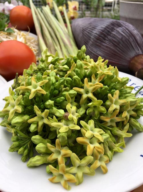 Mẹ Việt đưa giống cây sang Malaysia phủ kín vườn 200m2 - 8