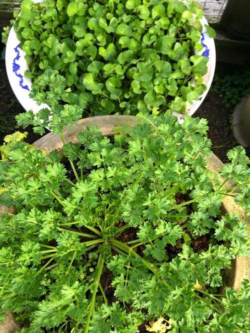 Mẹ Việt đưa giống cây sang Malaysia phủ kín vườn 200m2 - 10