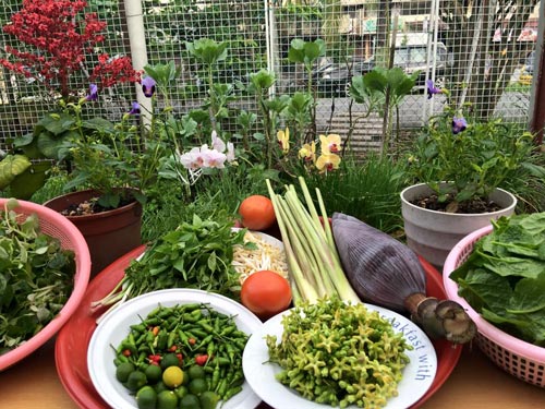 Mẹ Việt đưa giống cây sang Malaysia phủ kín vườn 200m2 - 11