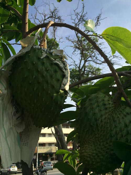 Mẹ Việt đưa giống cây sang Malaysia phủ kín vườn 200m2 - 12