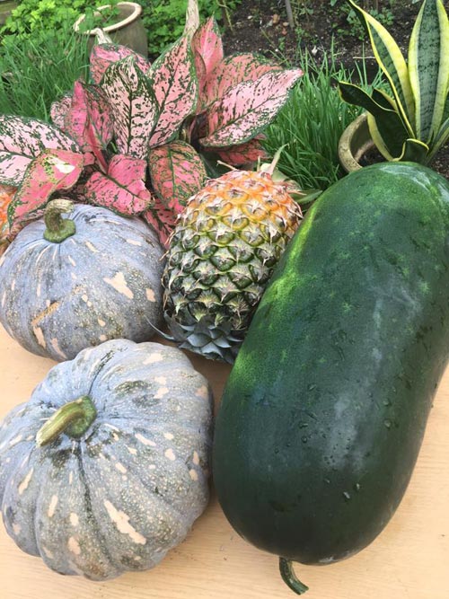 Mẹ Việt đưa giống cây sang Malaysia phủ kín vườn 200m2 - 15