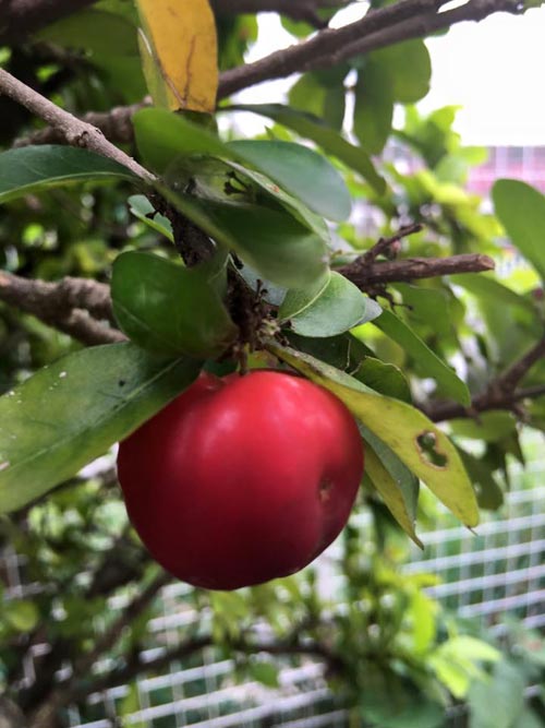 Mẹ Việt đưa giống cây sang Malaysia phủ kín vườn 200m2 - 14