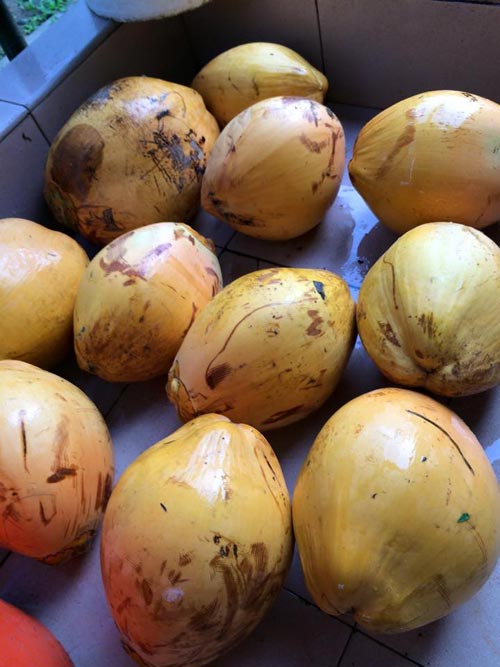 Mẹ Việt đưa giống cây sang Malaysia phủ kín vườn 200m2 - 13