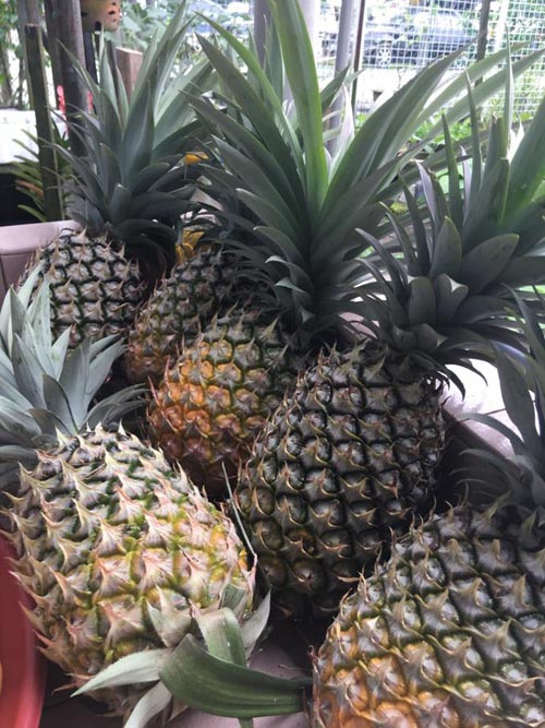 Mẹ Việt đưa giống cây sang Malaysia phủ kín vườn 200m2 - 4