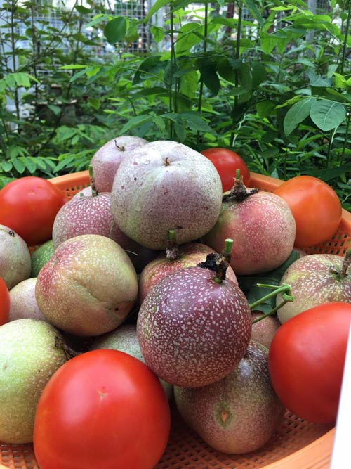 Mẹ Việt đưa giống cây sang Malaysia phủ kín vườn 200m2 - 5