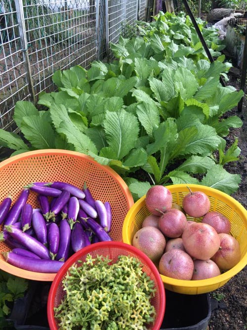 Mẹ Việt đưa giống cây sang Malaysia phủ kín vườn 200m2 - 2