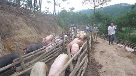 Tái xuất khẩu lợn hơi sang Trung Quốc - 1