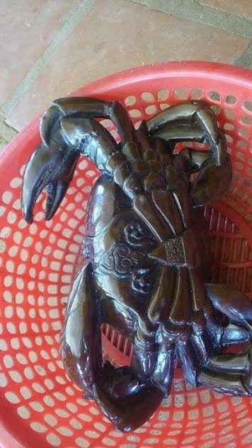 Sự thật giật mình chuyện biến cua đồng thành cua thần - 2