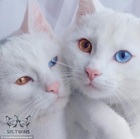 Cặp mèo đẹp &#34;siêu thực&#34; với tỉ lệ xuất hiện 1/1 triệu - 1
