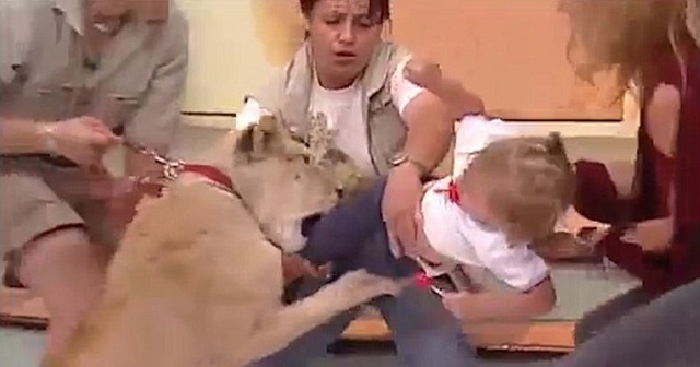 Video: Sư tử vồ em bé ngay trên sóng truyền hình Mexico - 1