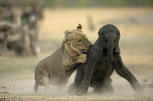 Sư tử đói hạ sát voi con bị lạc khỏi đàn - 5