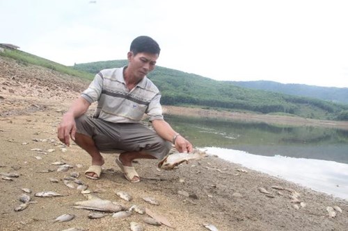 Cá chết hàng loạt, phủ trắng hồ ở Quảng Nam - 1