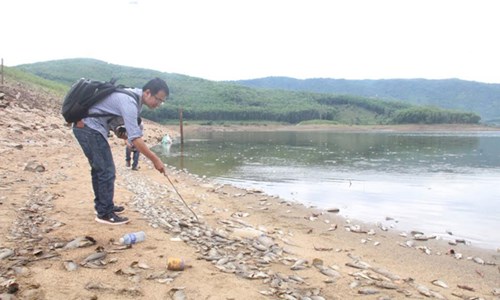 Cá chết hàng loạt, phủ trắng hồ ở Quảng Nam - 2