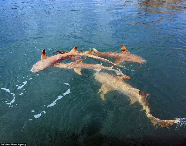 Úc: Cá sấu sát cánh cá mập bao vây thuyền câu - 1