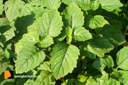 Mật lợn - Vị thuốc quý cho bệnh viêm xoang, viêm mũi - 2