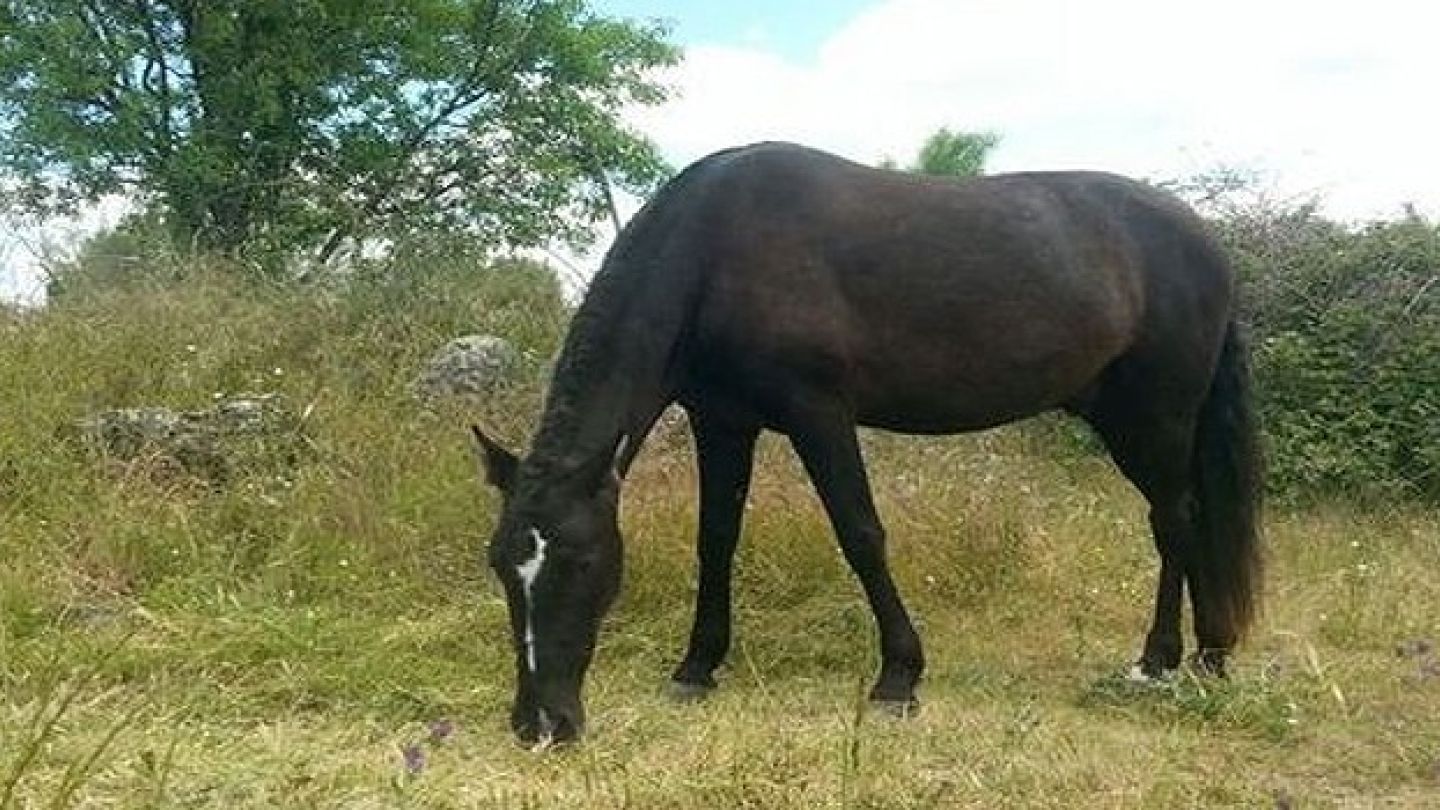 Dân Venezuela vào vườn thú giết ngựa quý ăn chống đói - 1