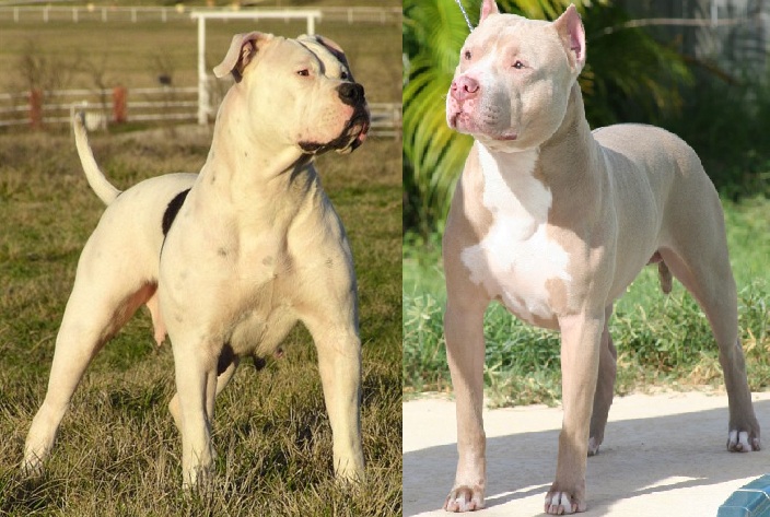 Mèo tấn công chủ và đàn chó pitbull 7 con nhập viện - 2