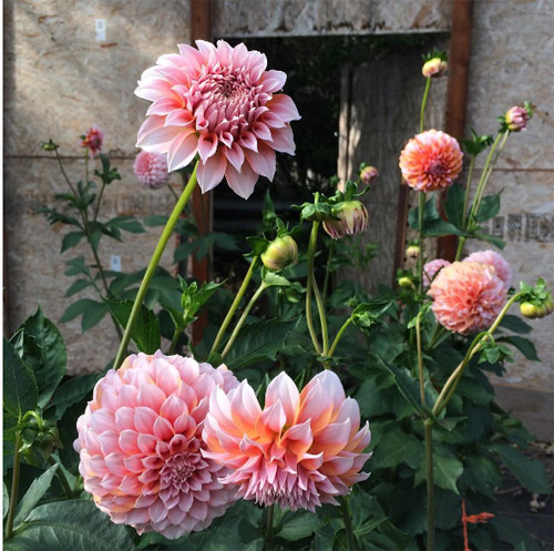 Cô gái trẻ chứng minh bán hoa là nghề tuyệt vời nhất - 8