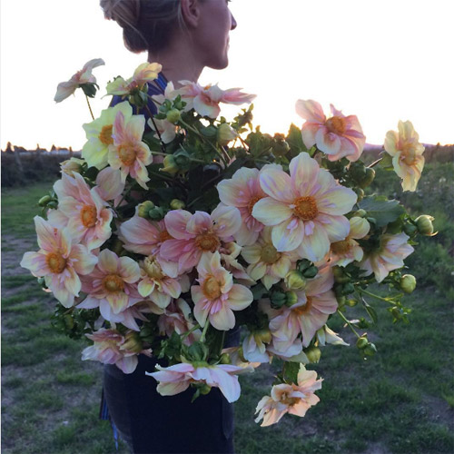 Cô gái trẻ chứng minh bán hoa là nghề tuyệt vời nhất - 9