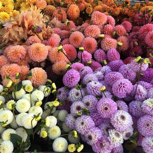 Cô gái trẻ chứng minh bán hoa là nghề tuyệt vời nhất - 12