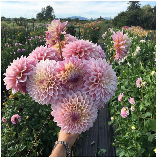 Cô gái trẻ chứng minh bán hoa là nghề tuyệt vời nhất - 6