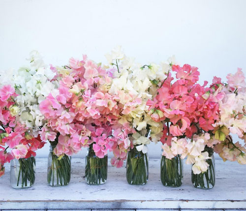 Cô gái trẻ chứng minh bán hoa là nghề tuyệt vời nhất - 8