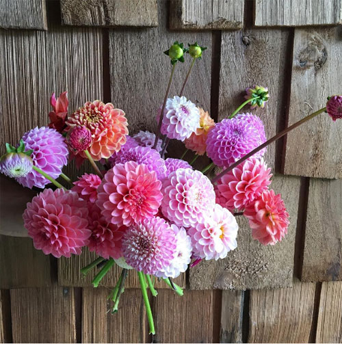 Cô gái trẻ chứng minh bán hoa là nghề tuyệt vời nhất - 9