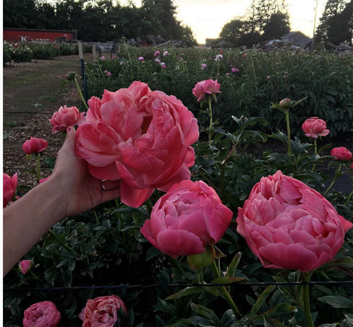 Cô gái trẻ chứng minh bán hoa là nghề tuyệt vời nhất - 12